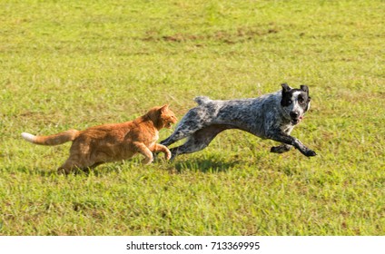 Ginger tabby cat chasing a young dog in high speed, with green grass background