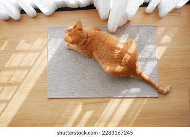 Ginger tabby cat crouching on grey wool carpet replace on wooden floor and white curtain with morning light. Relaxing, resting, calming and charming posture of pet in home. Top view. Animal portrait. - Powered by Shutterstock