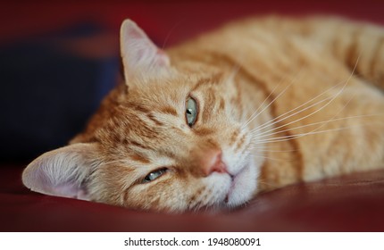 Ginger Tabby Cat with Green Eyes Rests on Sofa Indoors. Close-up of Sleepy Orange Domestic Cat.