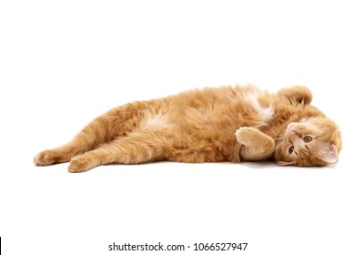 The ginger tabby cat lying on the white background.
