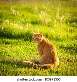 Ginger tabby cat sitting in grass on a warm summer evening