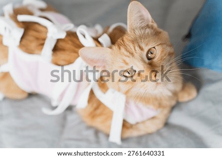 Ginger tabby kitten wearing a post-surgery recovery vest, close-up top view on a sofa, pet aftercare and veterinary concept in soft natural light.