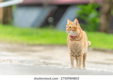 Ginger tabby red cat exploring outdoors on a sunny day near a grassy area in a neighborhood setting. High quality photo