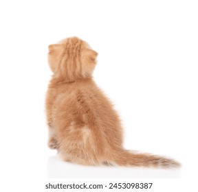 Ginger tabby tiny kitten sits in back view and looks up. isolated on white background - Powered by Shutterstock