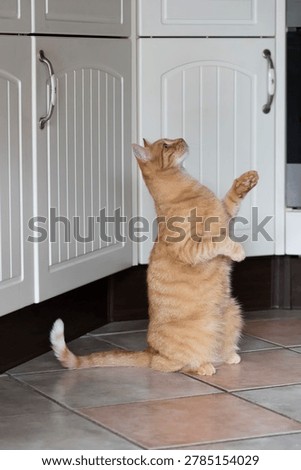 A ginger tabby tomcat is begging in the kitchen