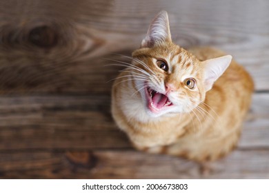 Ginger tabby young cat sitting on a wooden floor looks up, asks for food, meows, smiles close-up, top view, soft selective focus - Shutterstock ID 2006673803