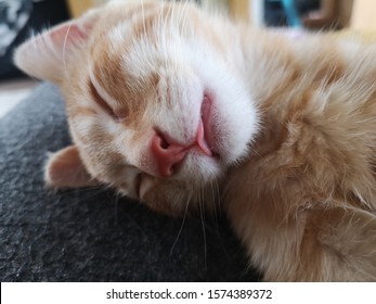 Cat Kittens Images Stock Photos Vectors Shutterstock