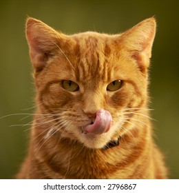 Ginger Tom Cat Licking It's Nose