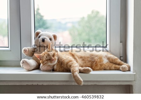 Ginger Tomcat Sleeping In The Window With Teddy Bear