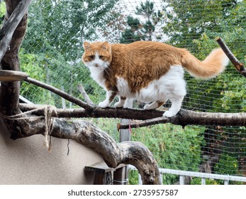 Ginger white cat behind the security net on the terrace