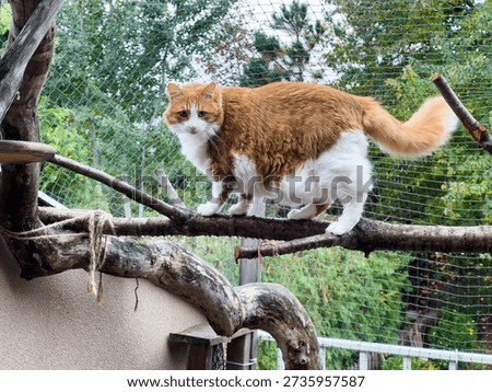 Ginger white cat behind the security net on the terrace
