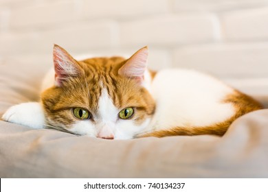 Ginger and white cat with hypnotizing green eyes, curled on the pillow, looking straight into lenses