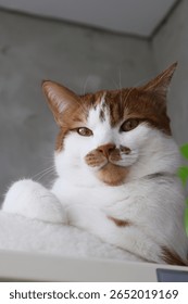 A ginger and white cat looking at the camera with a thoughtful expression.