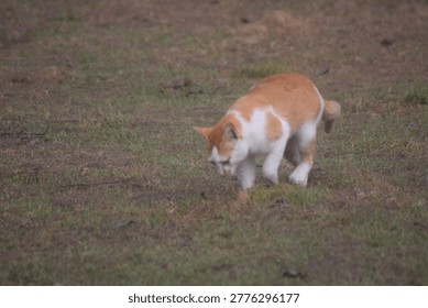 Ginger and white cat walking on a grassy field. Representing feline curiosity, outdoor exploration, and domestic pet behavior