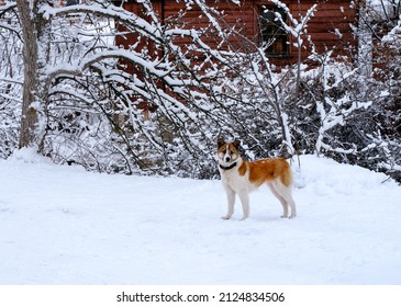 A Ginger And White Mutt Dog Walking In Winter 