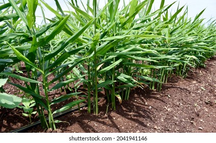 ginger (Zingiber officinale) crop planted and cultivated at agriculture field or farm. Ginger plantation. - Shutterstock ID 2041941146