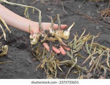 Ginger (Zingiber officinale) harvesting on ginger field. Farmer hold in hand fresh ginger rhizome. - Powered by Shutterstock