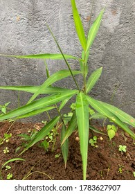 Ginger, Zingiber Officinale Plant Home Garden. 