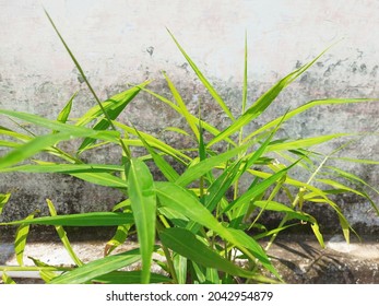 Ginger, Zingiber Officinale Plant Leaves 