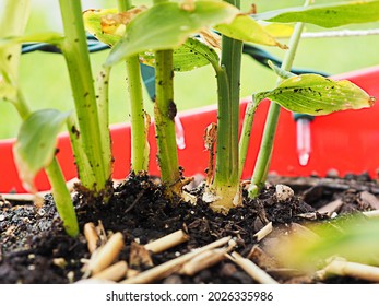 Ginger (Zingiber Officinale) Plant Shoots.