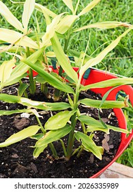 Ginger (Zingiber Officinale) Plant Shoots.