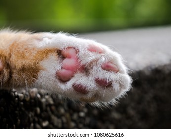 122 Gingercat Images, Stock Photos & Vectors | Shutterstock