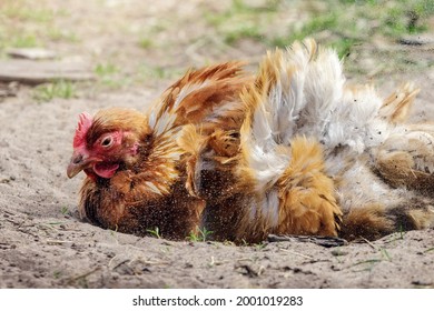 A ginger-colored hen energetically digging in a sand bath, dust flies in the air.
