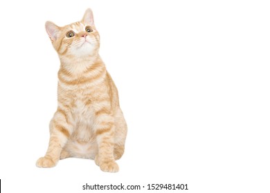 Ginger British Shorthair Cat Images Stock Photos Vectors