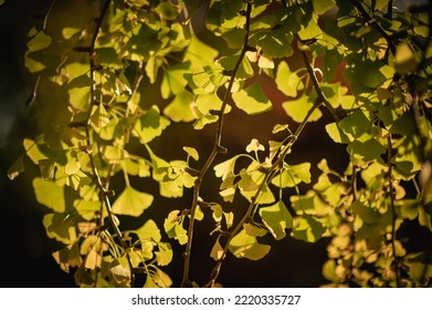 Gingko Bilboa Leaves In The Sunlight