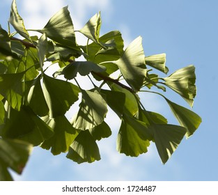 Gingko Biloba Foliage From Japan