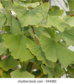 Gingko Biloba Foliage From Japan