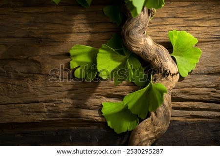 Gingko Biloba tree leaf on wooden background. Gikgko fresh leaves, Herbal medicine. Herbs. Alternative medicine concept, art design. Nature background. 