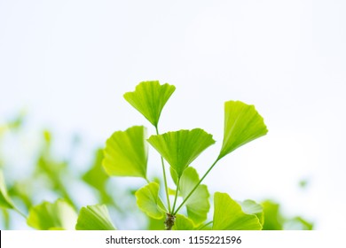 Gingko, Ginko Branch (ginko Bilboa) - Tree Of Life