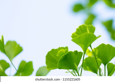 Gingko, Ginko Branch (ginko Bilboa) - Tree Of Life