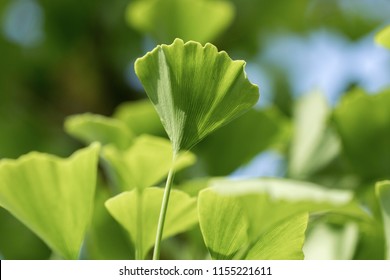 Gingko, Ginko Branch (ginko Bilboa) - Tree Of Life