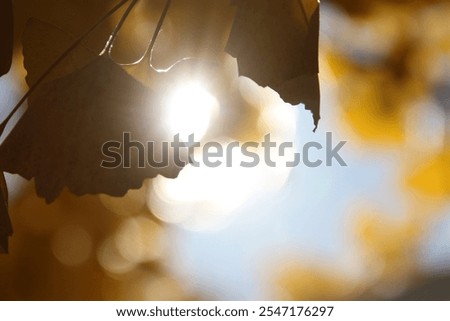 Similar – Image, Stock Photo From last fall Autumn