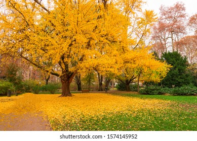 Gingko tree during autumn just before losing leaves - leaf peeping. Autumn in  city of Zagreb, Croatia