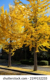 Gingko Tree With Yellow Leaves In Autumn Time 