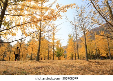 ginkgo