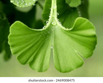 Ginkgo biloba close-up on leaves with rain drops. A plant with healing properties.  - Powered by Shutterstock