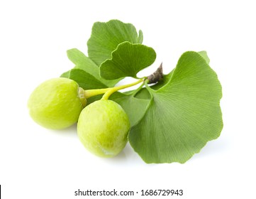 Ginkgo Biloba Images Stock Photos Vectors Shutterstock