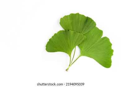 Ginkgo biloba green leaves isolated on white background, closeup. Ginkgo plant is an ingredient in drugs to improve memory, treatment of brain aging and dementia. - Powered by Shutterstock