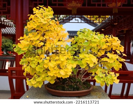Ginkgo biloba known as ginkgo or gingko Japanese bonsai. It is an Asian art form using cultivation techniques to produce small trees in containers that mimic the shape and scale of full size