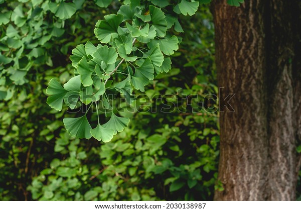 Ginkgo biloba known as Maidenhair tree fresh green
leafy foliage in summer