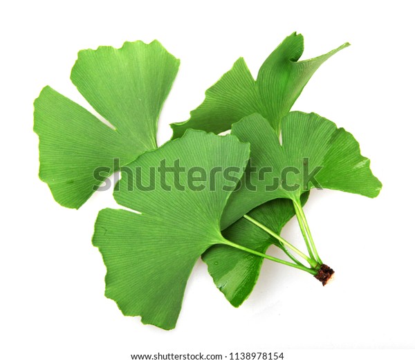 Ginkgo Biloba Leaf Isolated On White Stock Photo Edit Now 1138978154