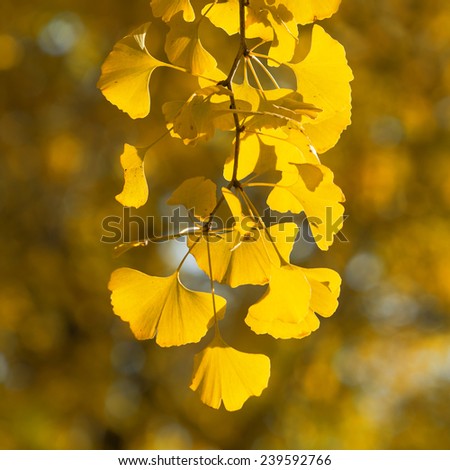 Similar – Herbstfoto Natur Himmel