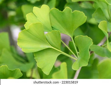 Ginkgo Biloba Leaves