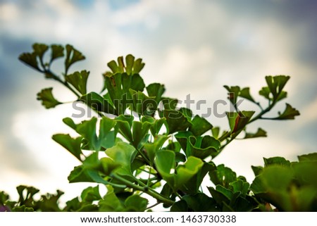 Similar – Close-up of branches with green-yellow ginkgo leaves in front of a modern high-rise building with many windows