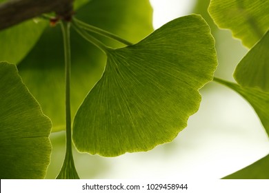 Ginkgo Biloba, Tree