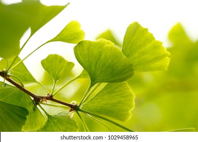 Ginkgo biloba, tree - Shutterstock ID 1029458965